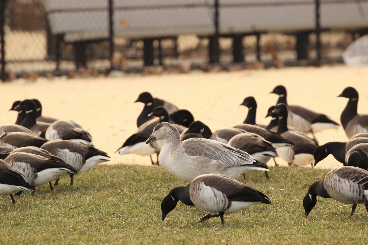 Snow Goose - ML406108971