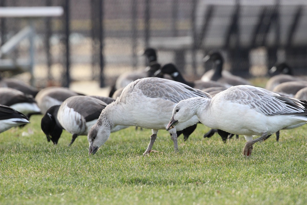 Snow Goose - Luca Sheldon