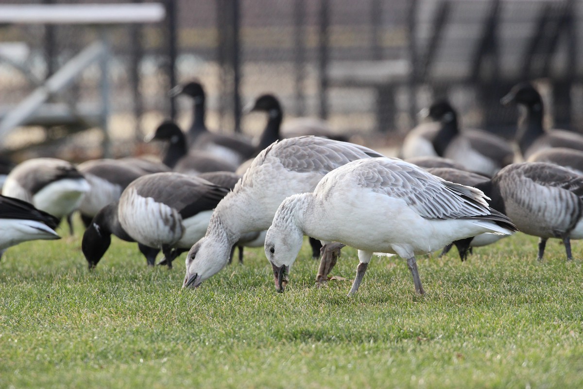 Snow Goose - ML406109051