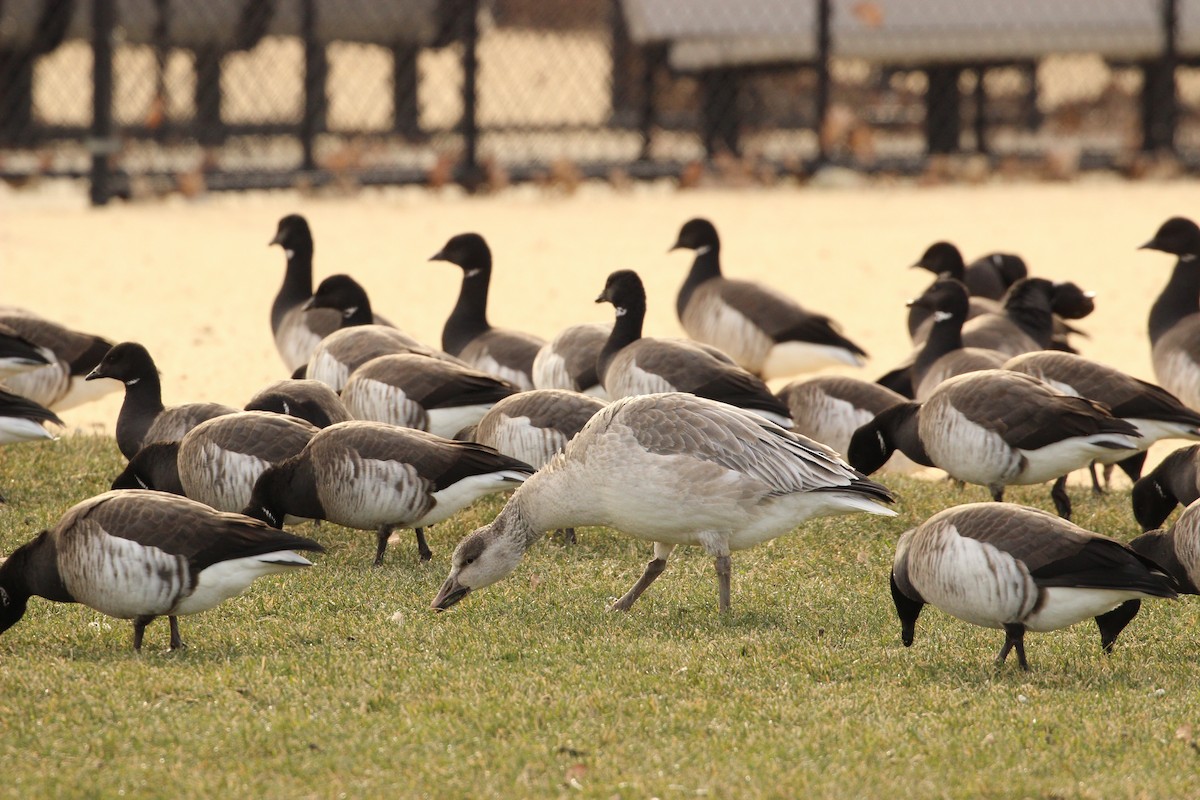 Snow Goose - ML406109061