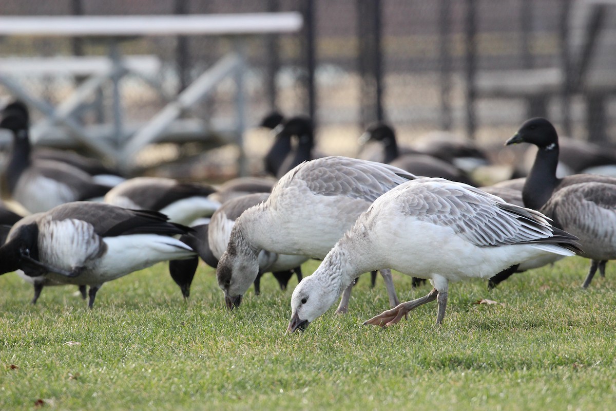 Snow Goose - ML406109071