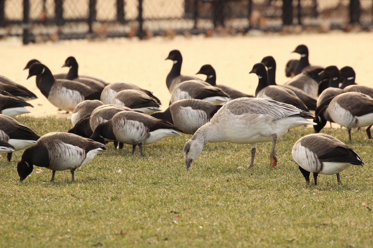 Snow Goose - ML406109081