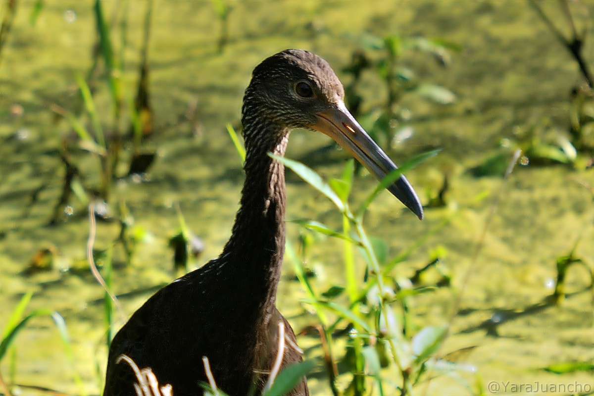 Limpkin - ML406110141