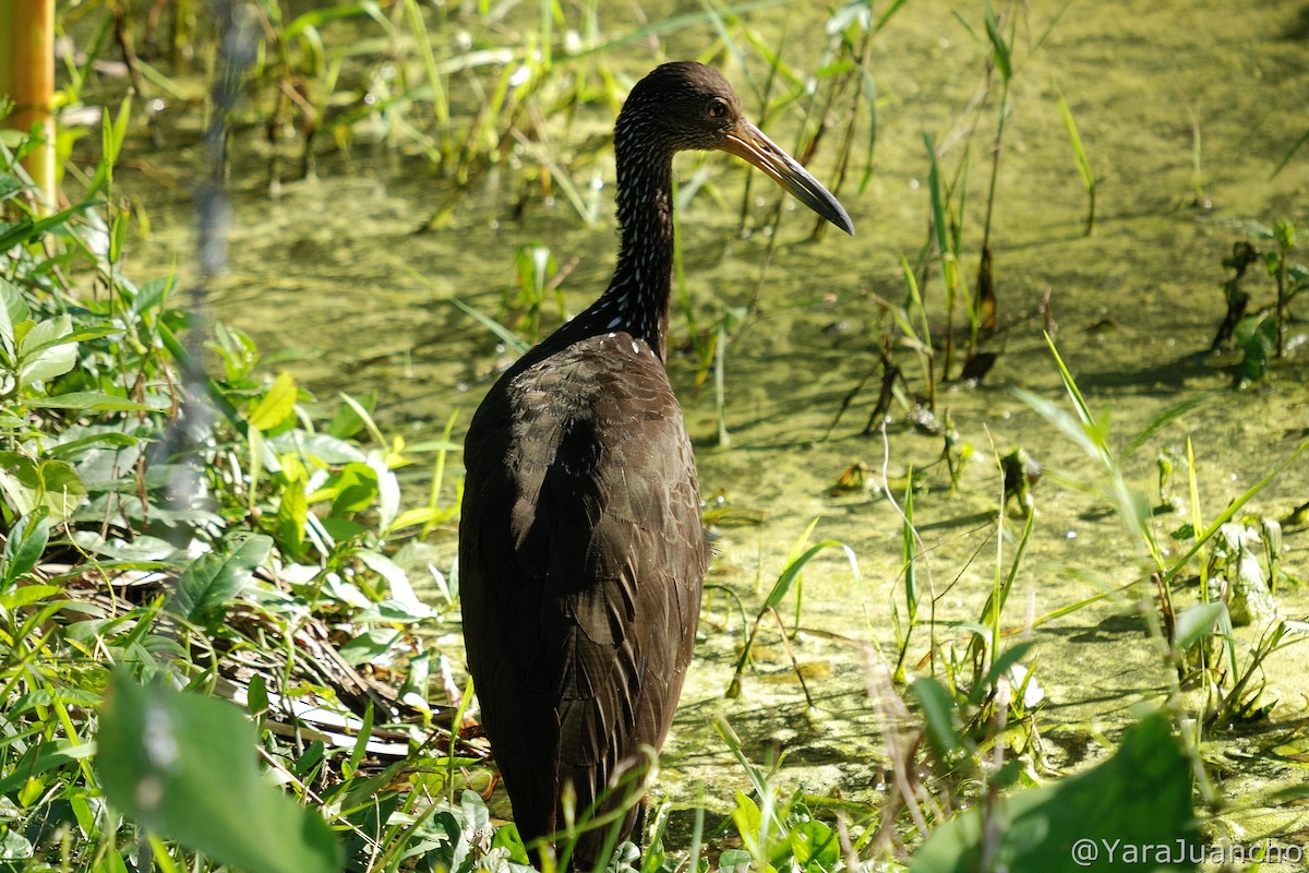 Limpkin - ML406110621