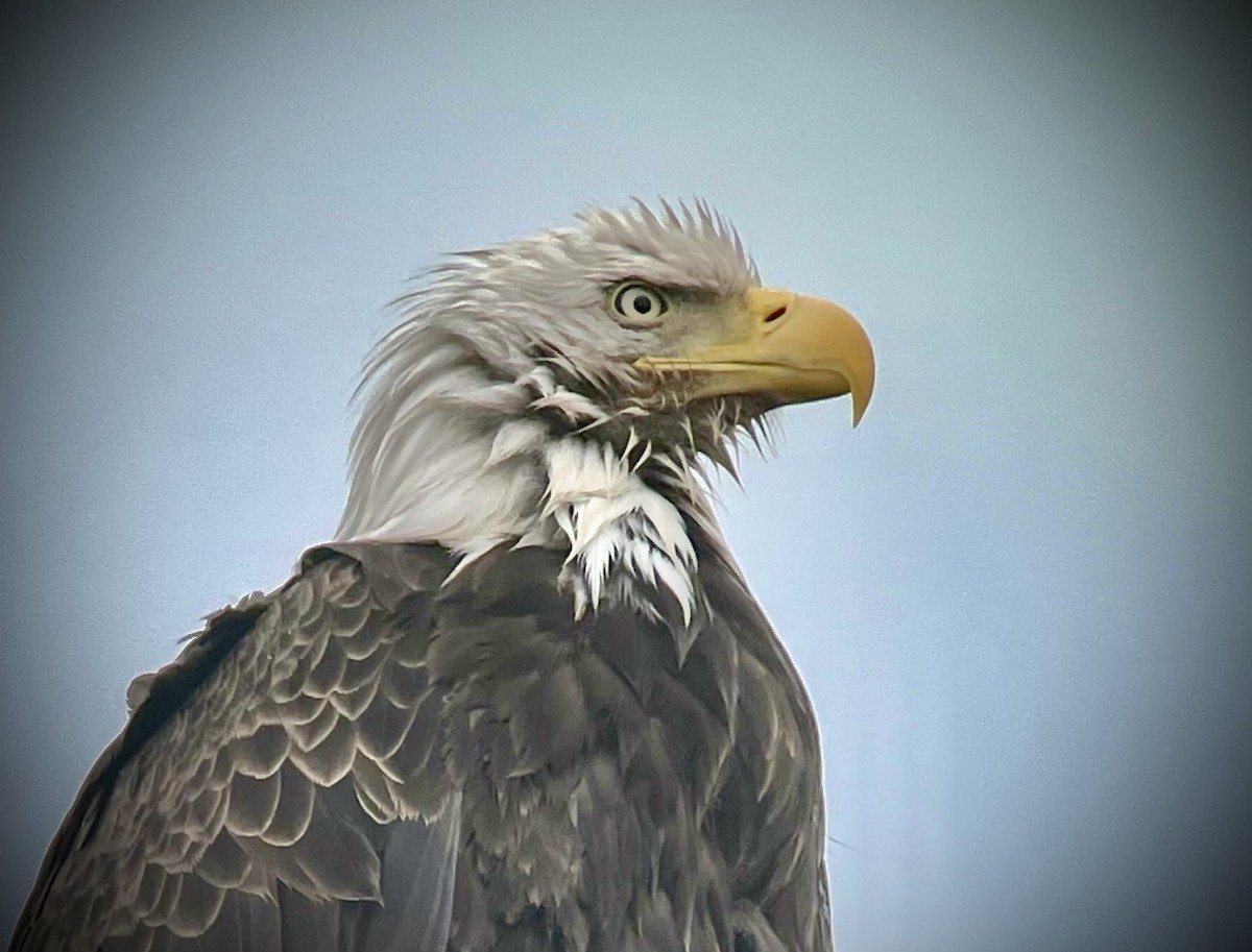 Bald Eagle - Rick Thomas