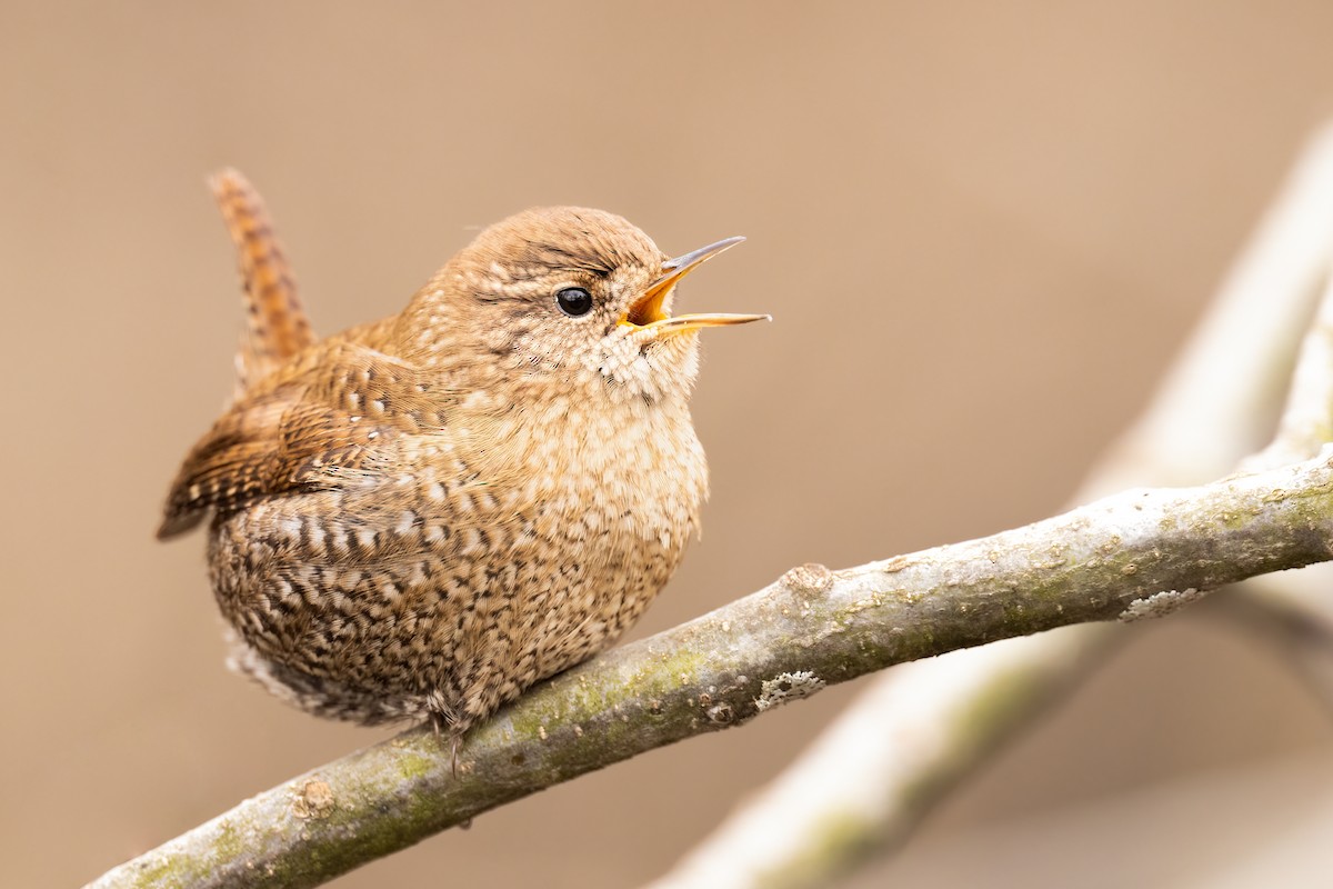 Winter Wren - ML406114031