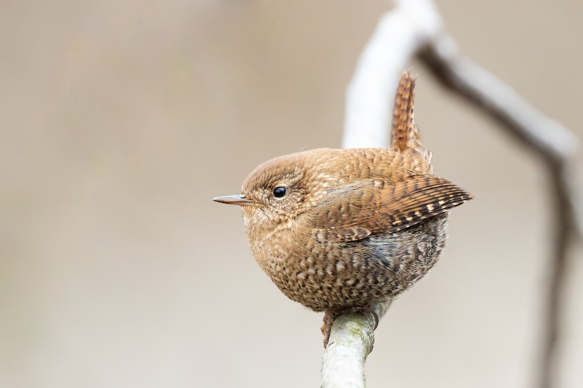 Winter Wren - ML406114111