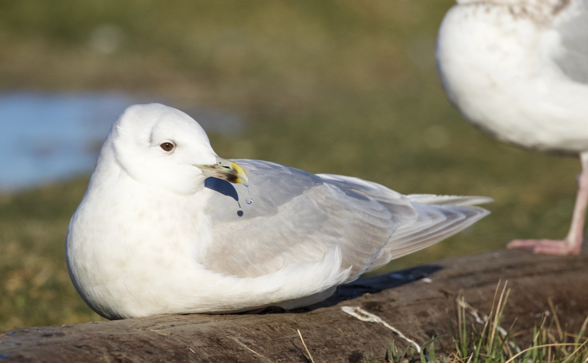 Iceland Gull (kumlieni) - ML406118451