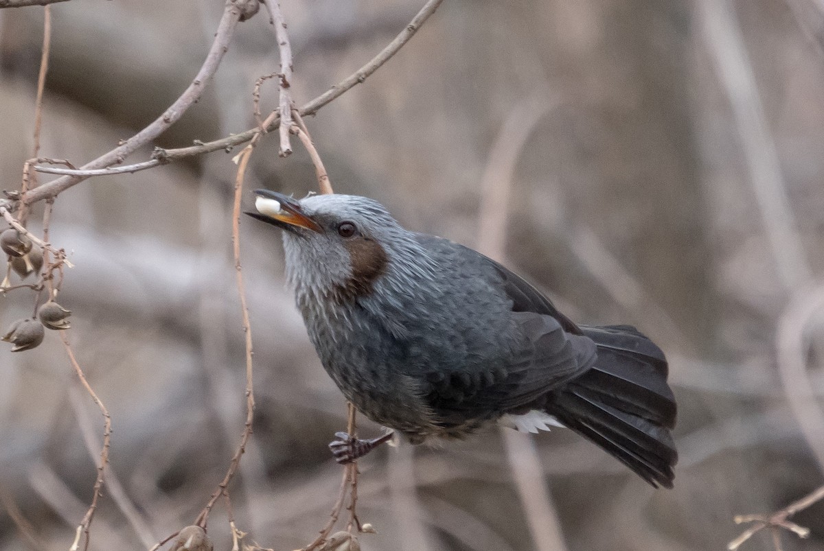 Brown-eared Bulbul - ML406118691