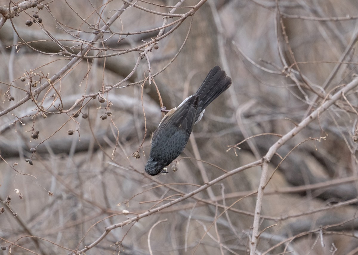 Brown-eared Bulbul - ML406118751