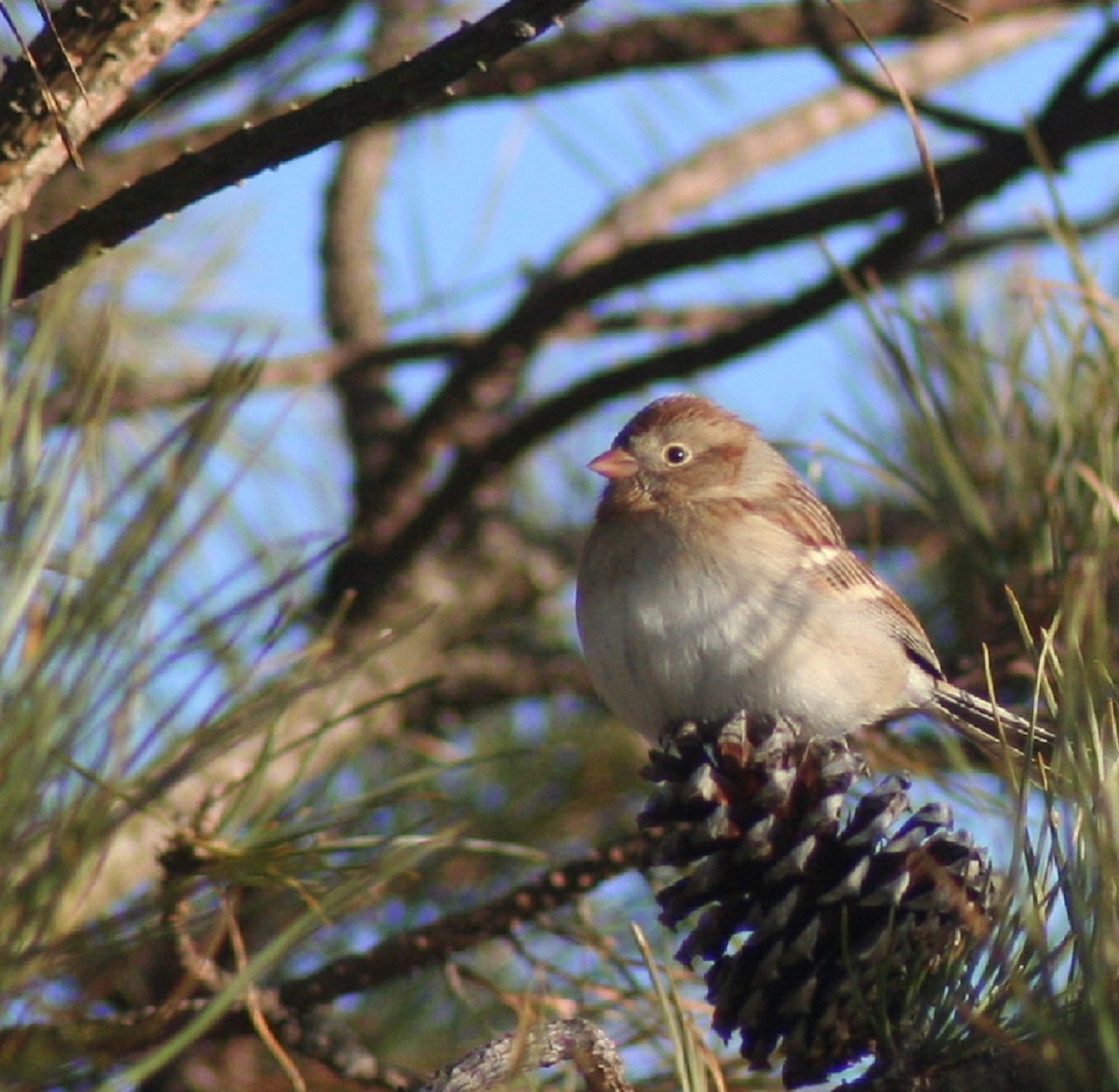 Field Sparrow - ML406118841