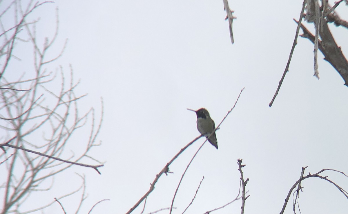 Anna's Hummingbird - ML406118851