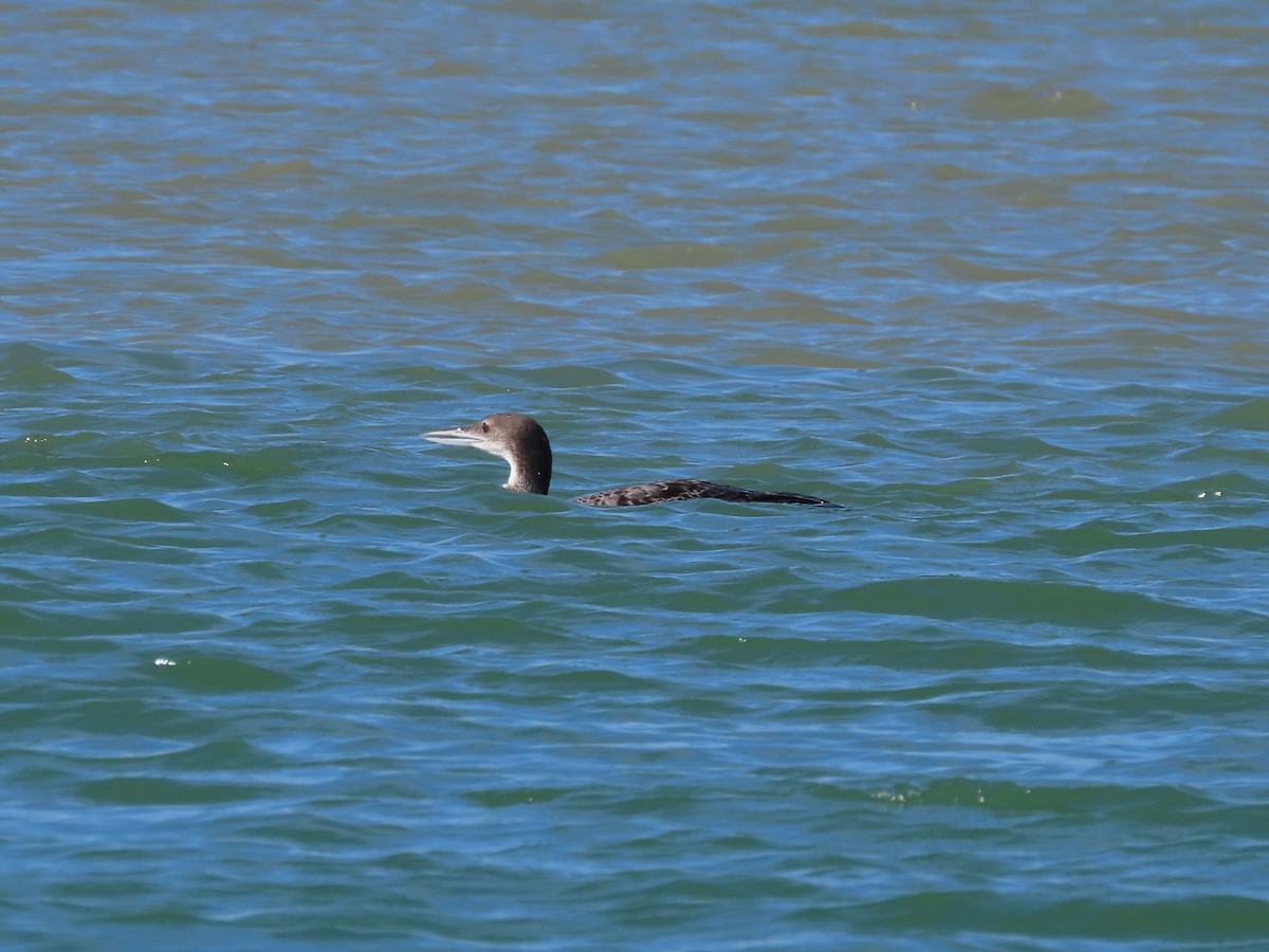 Common Loon - ML406118931