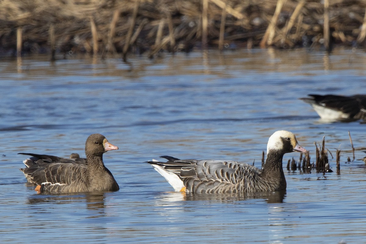 Emperor x Greater White-fronted Goose (hybrid) - Mike Peters
