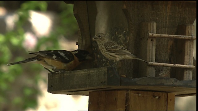 Black-headed Grosbeak - ML406120