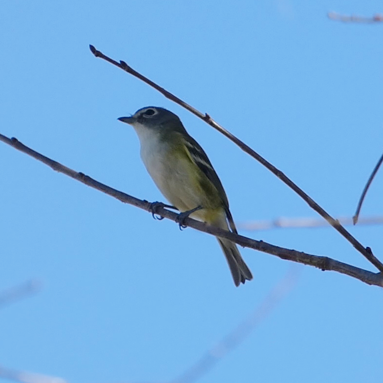 Mavi Başlı Vireo - ML406122431