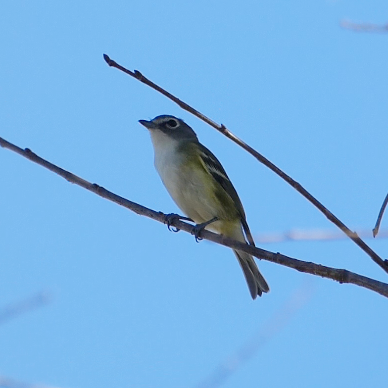 Mavi Başlı Vireo - ML406122441