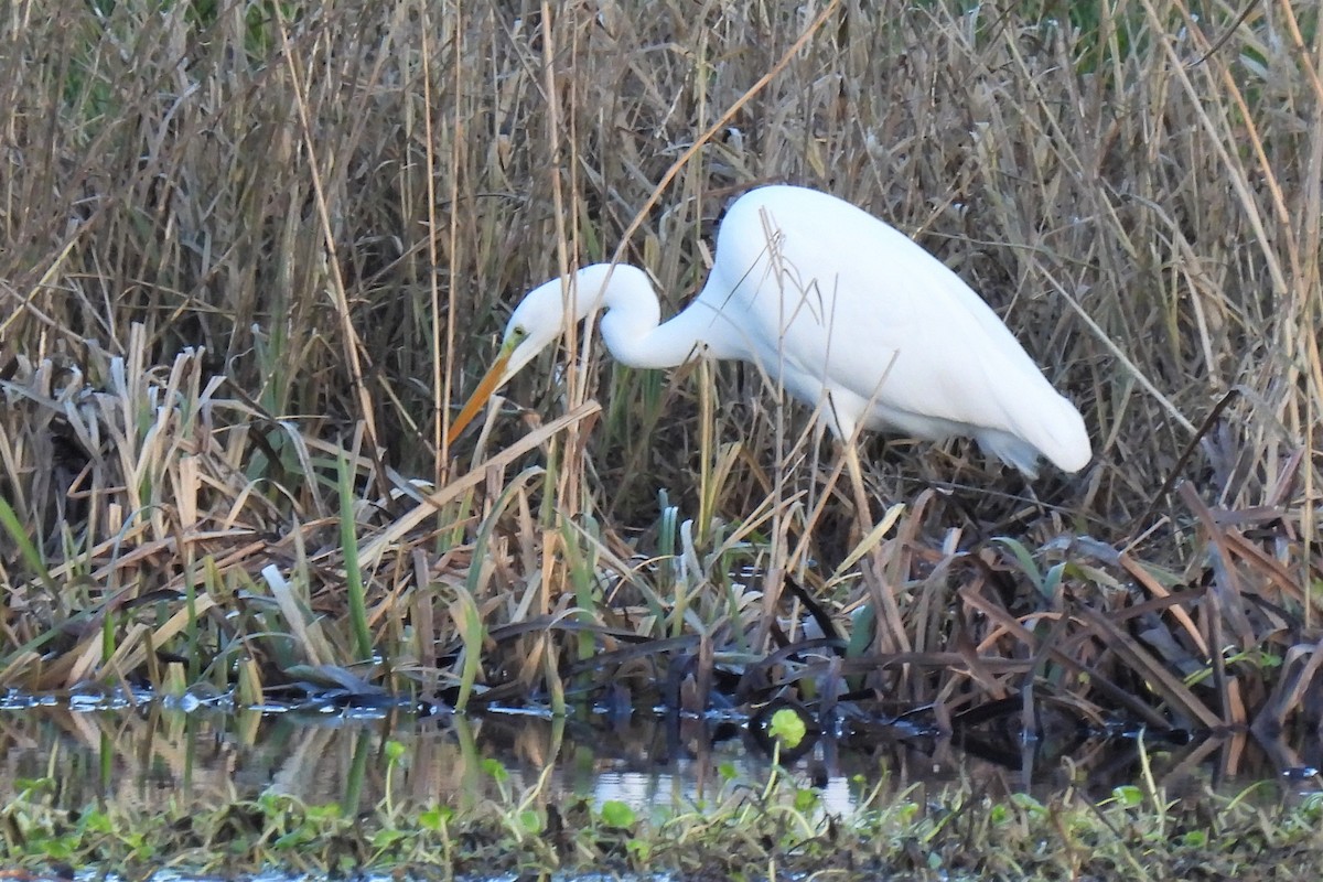 Grande Aigrette (alba) - ML406122781