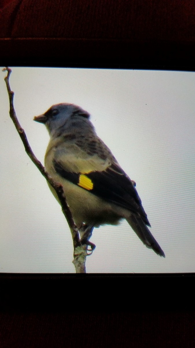 Yellow-winged Tanager - ML40612291