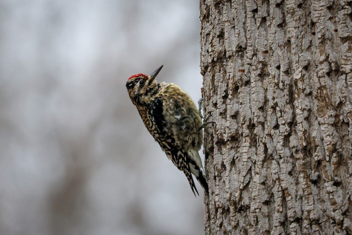 Yellow-bellied Sapsucker - ML406123451