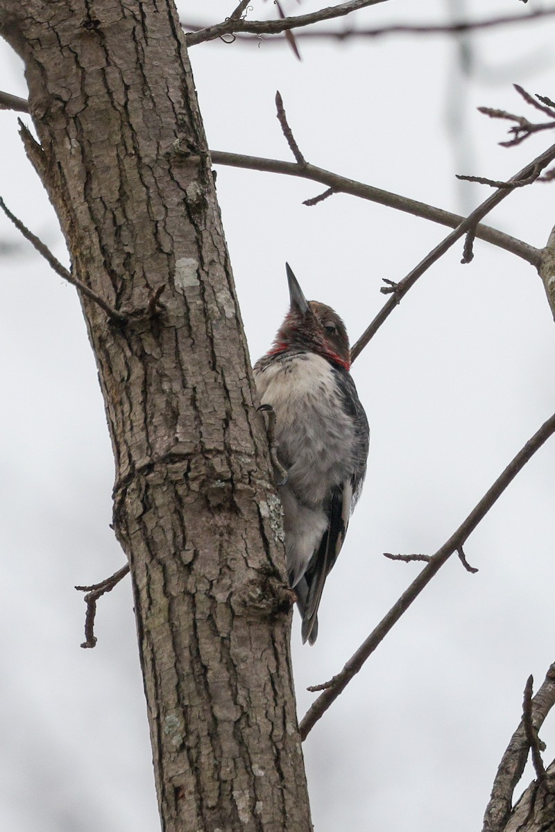 Red-headed Woodpecker - ML406123481