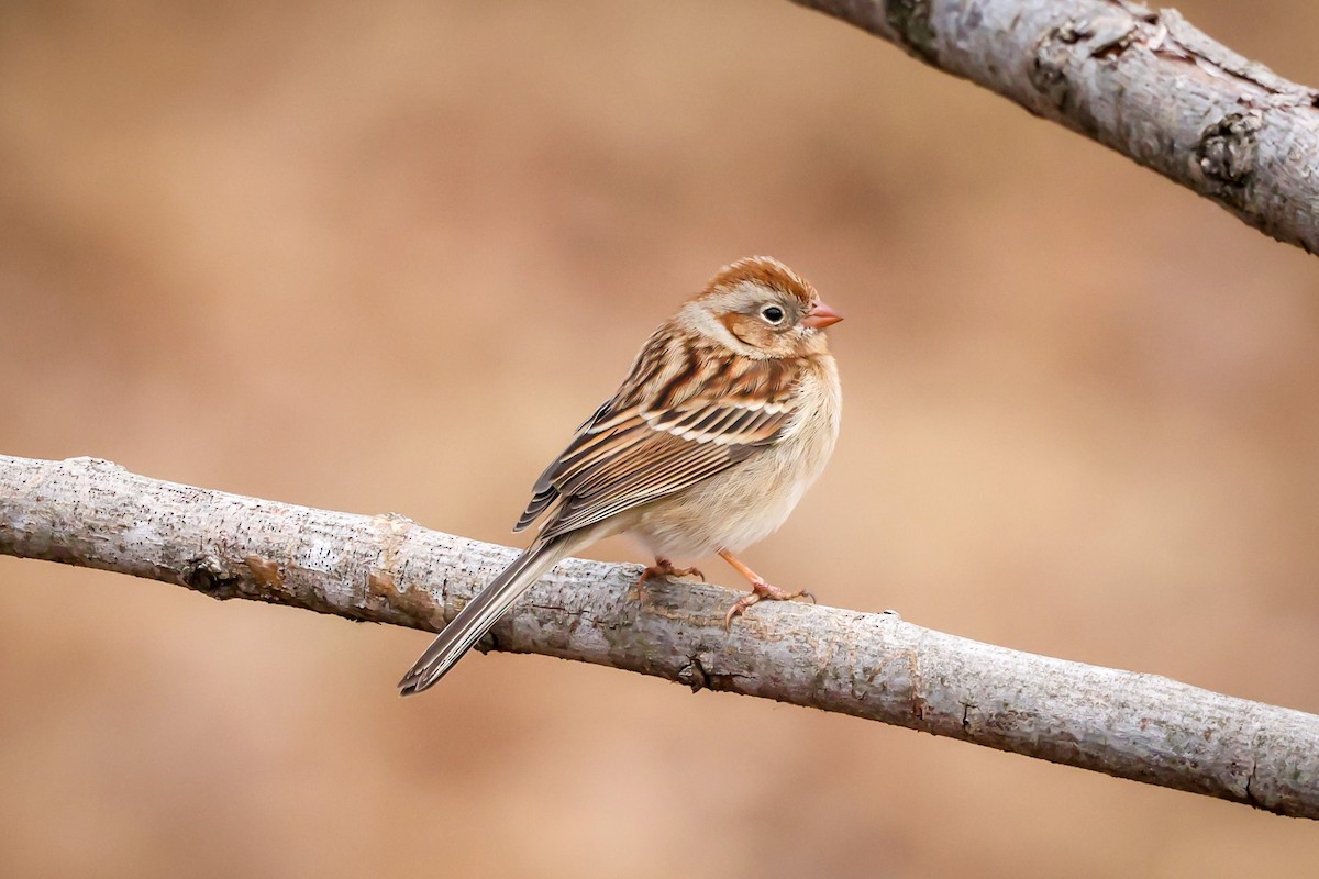 Field Sparrow - ML406123621