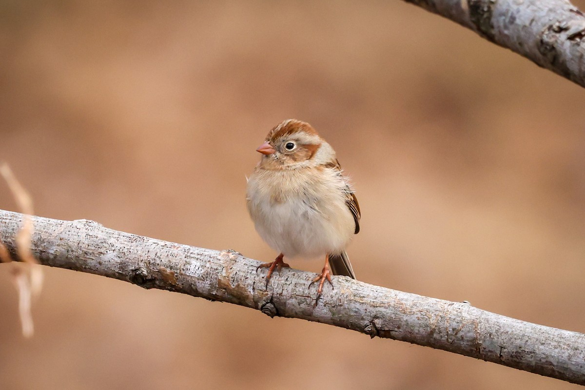 Field Sparrow - ML406123651