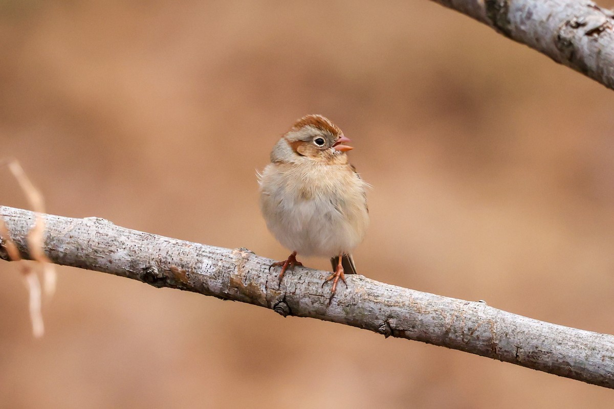 Field Sparrow - Gretchen Locy