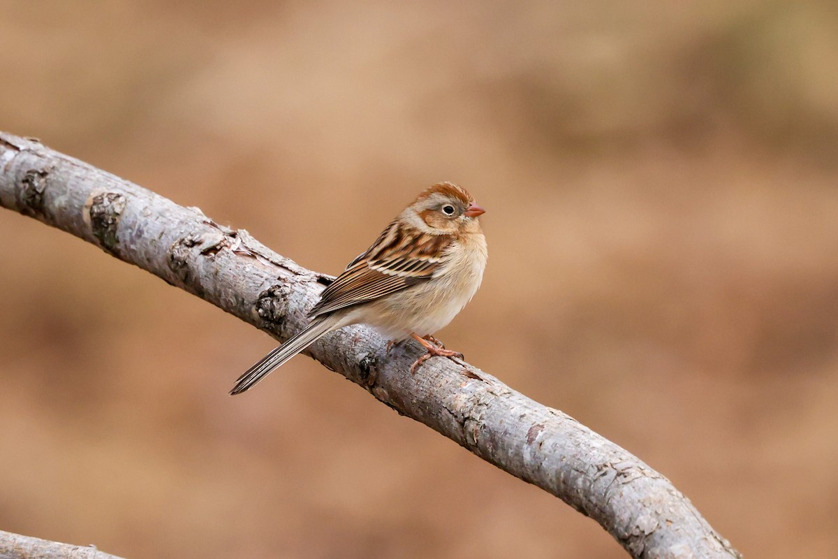 Field Sparrow - ML406123721