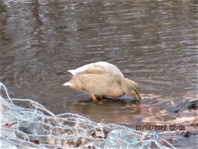 Canard colvert - ML406124431