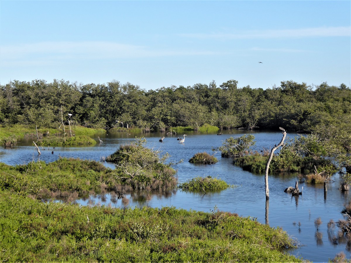 Great Egret - ML406126271