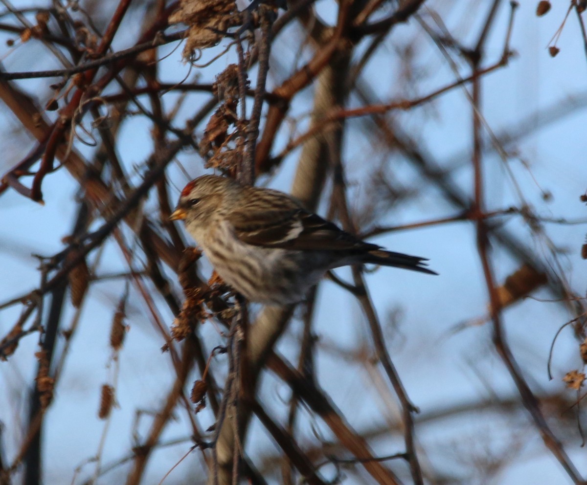 Common Redpoll - ML406127621