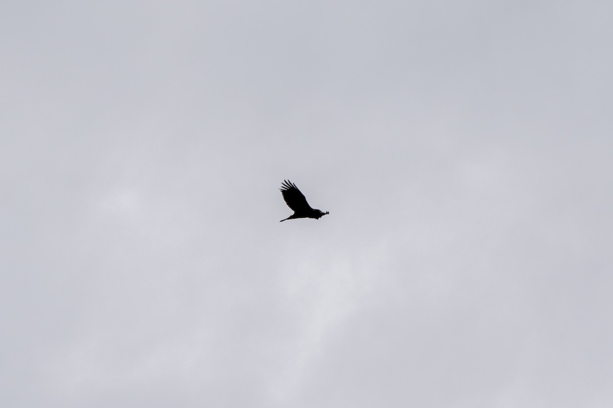 Golden Eagle - ML406127641