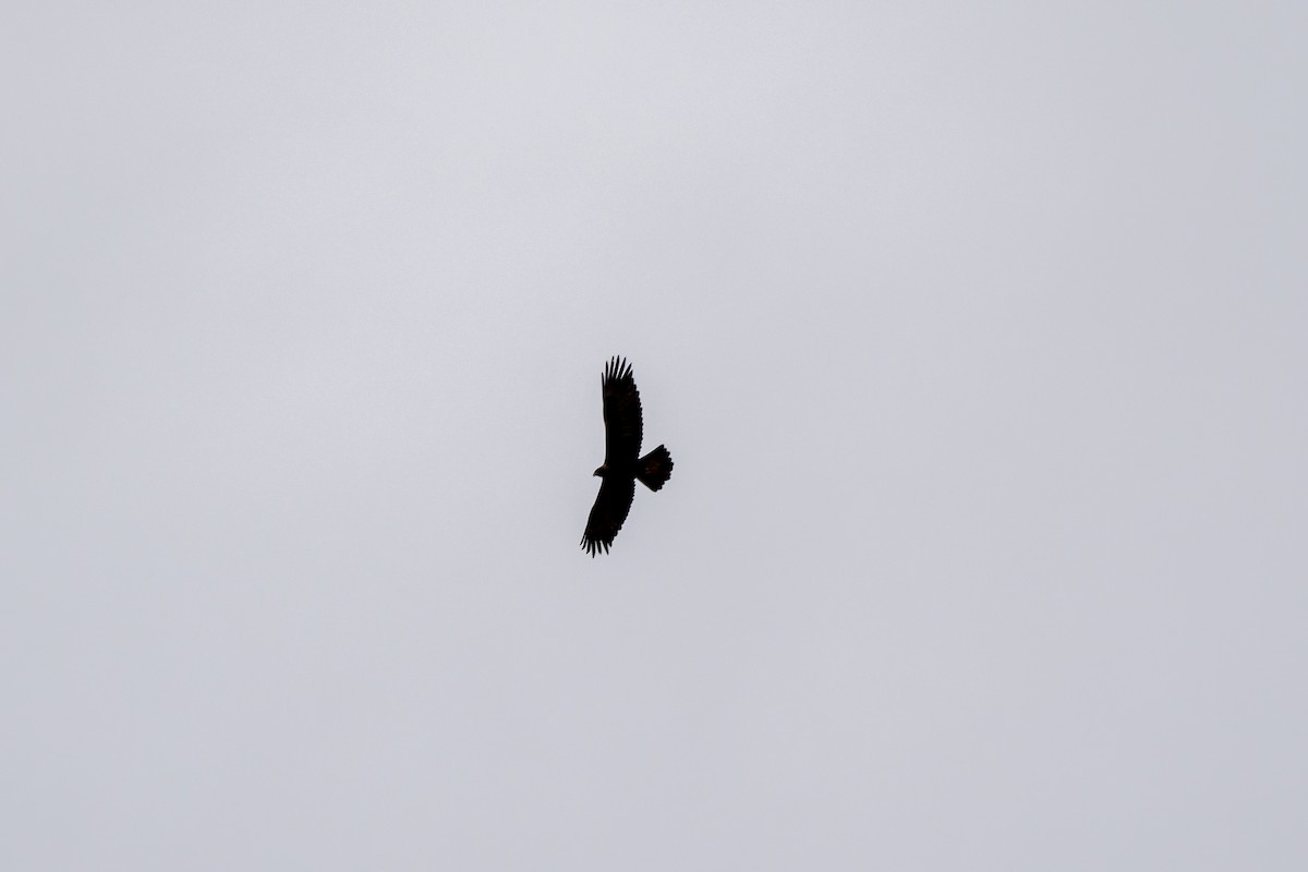 Golden Eagle - ML406127681