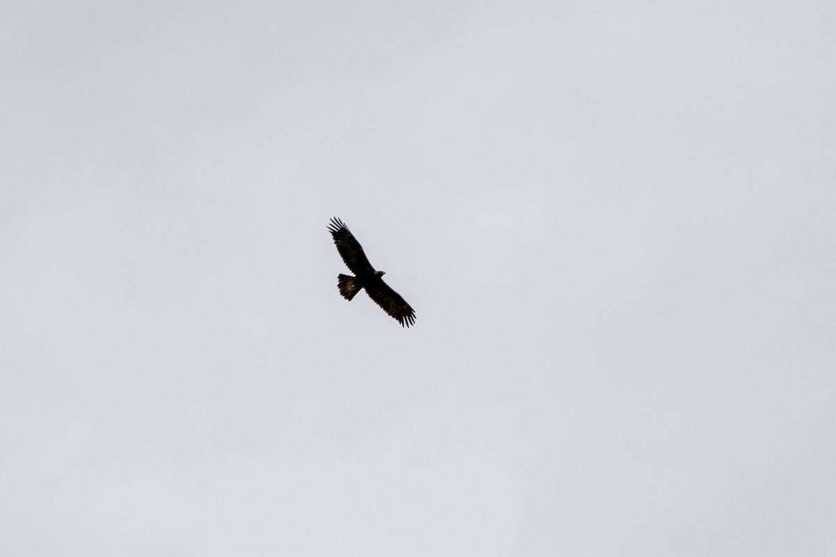 Golden Eagle - ML406127701