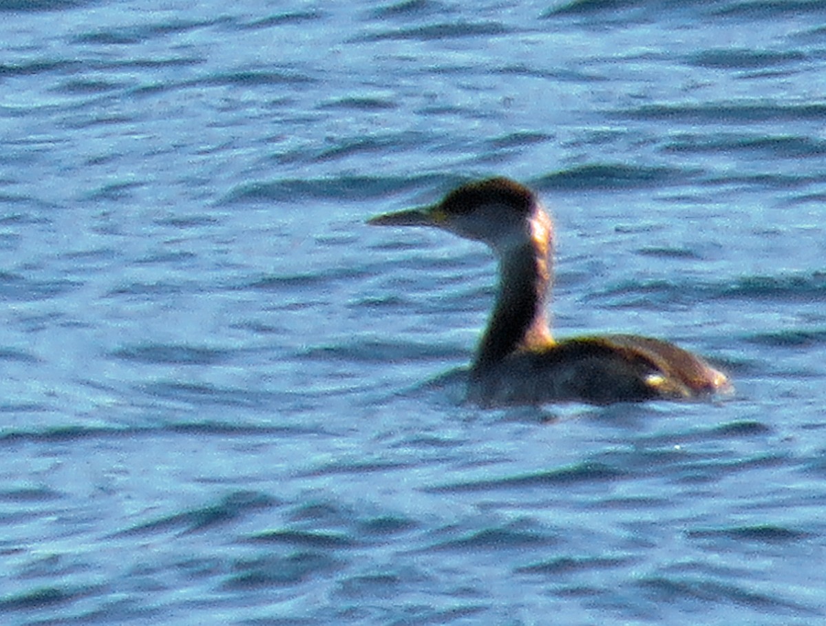 Red-necked Grebe - ML40612811