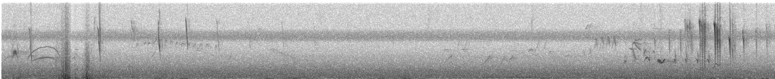 Schwarzbrust-Mangokolibri - ML406128501