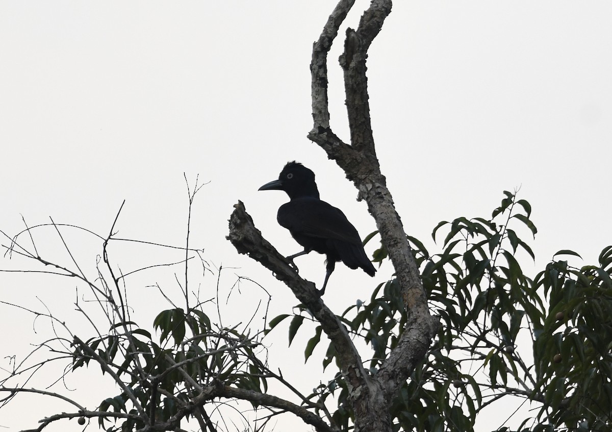 Амазонская зонтичная птица - ML406130861