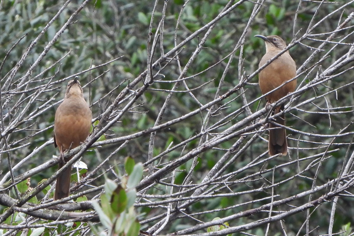 California Thrasher - ML406133721