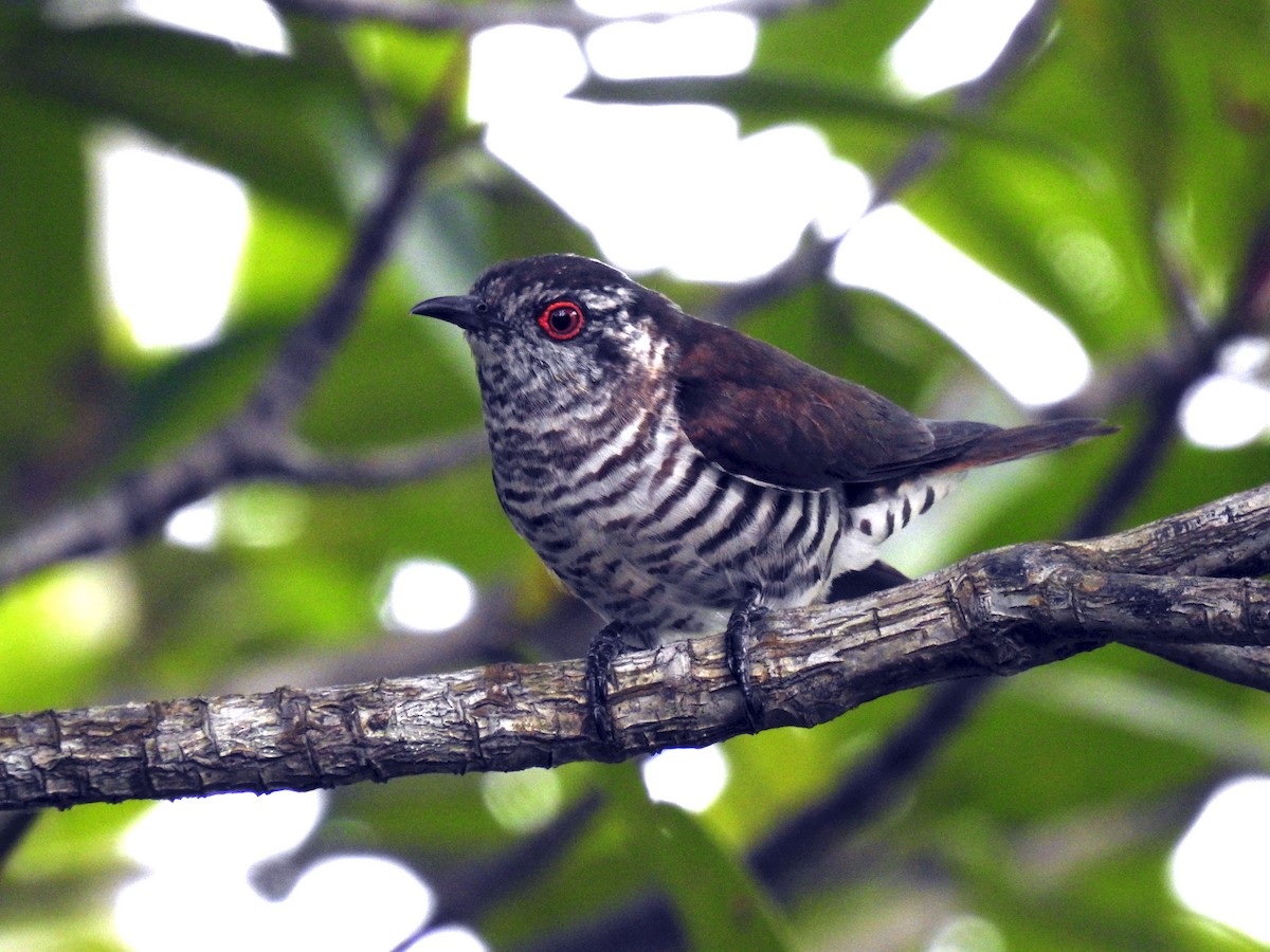 Little Bronze-Cuckoo - ML406133831