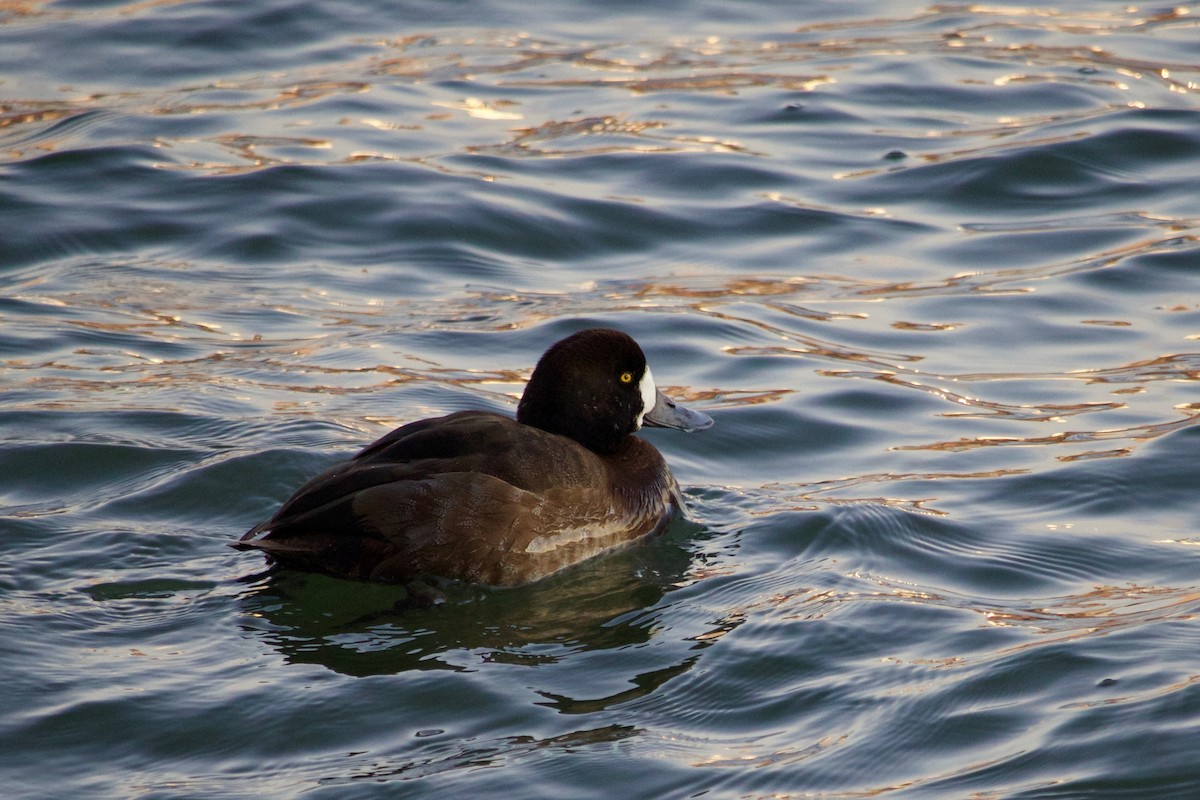 Greater Scaup - ML406134341