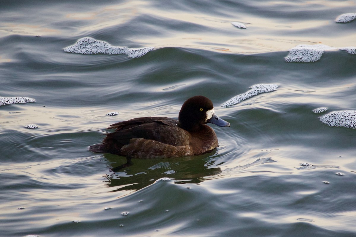 Greater Scaup - ML406134351