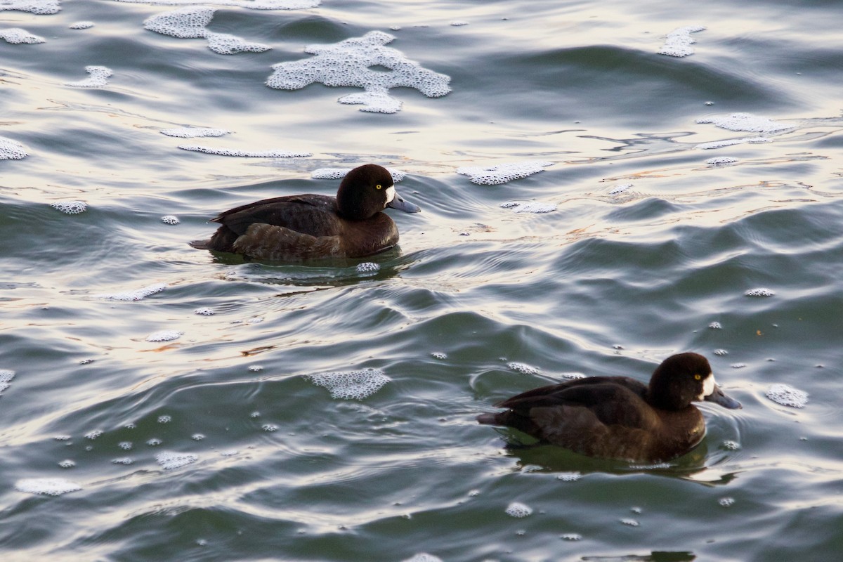 Greater Scaup - ML406134361