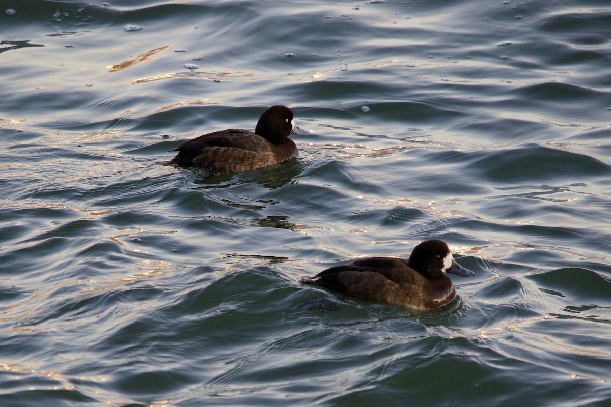Greater Scaup - ML406134371