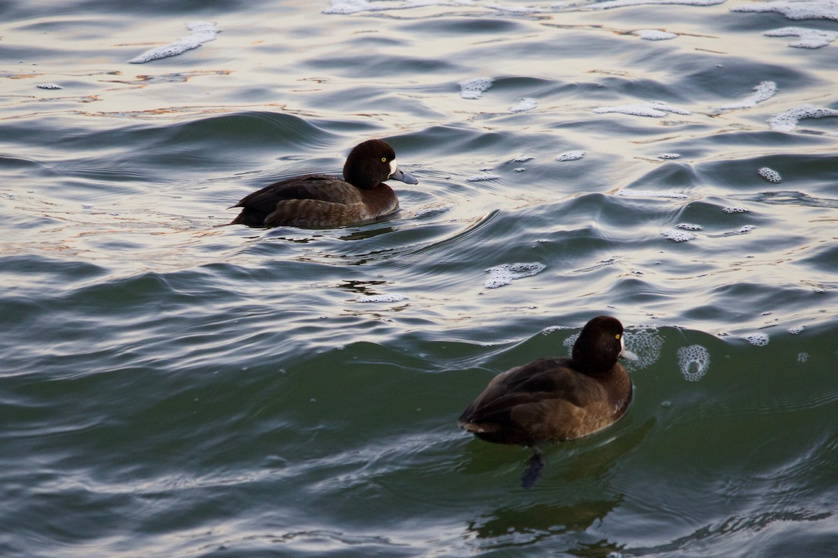 Greater Scaup - ML406134401