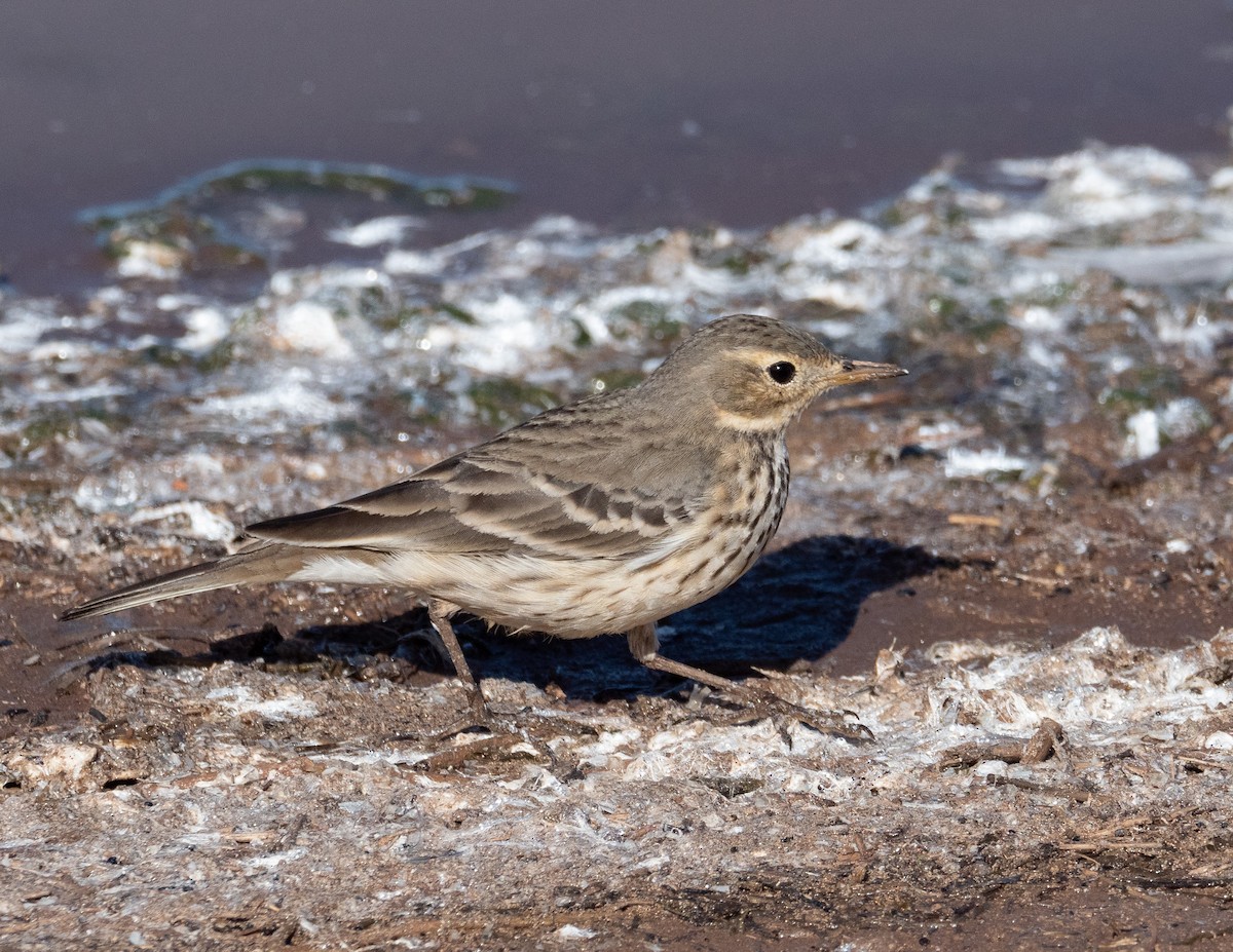 American Pipit - Jan Allen