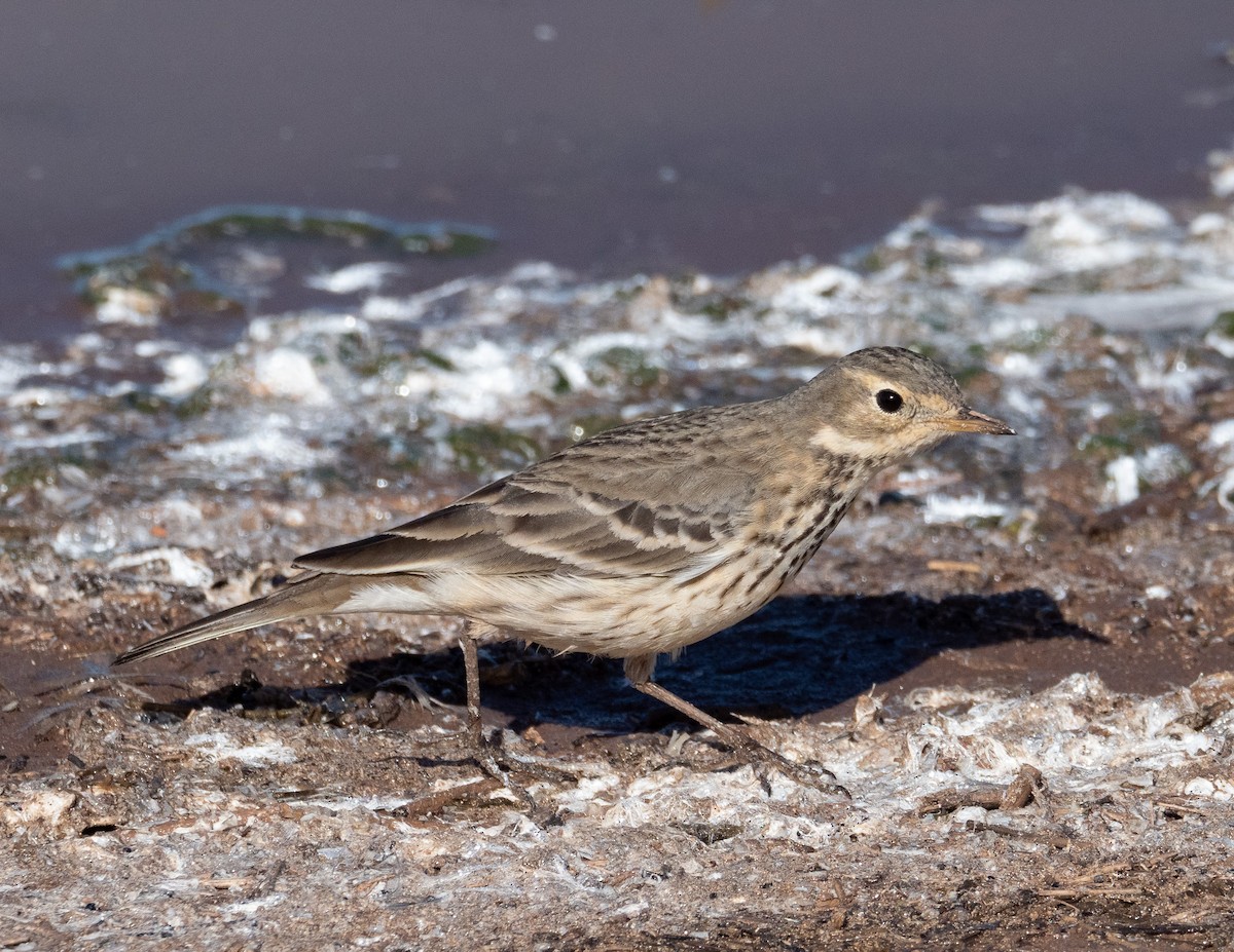 American Pipit - Jan Allen