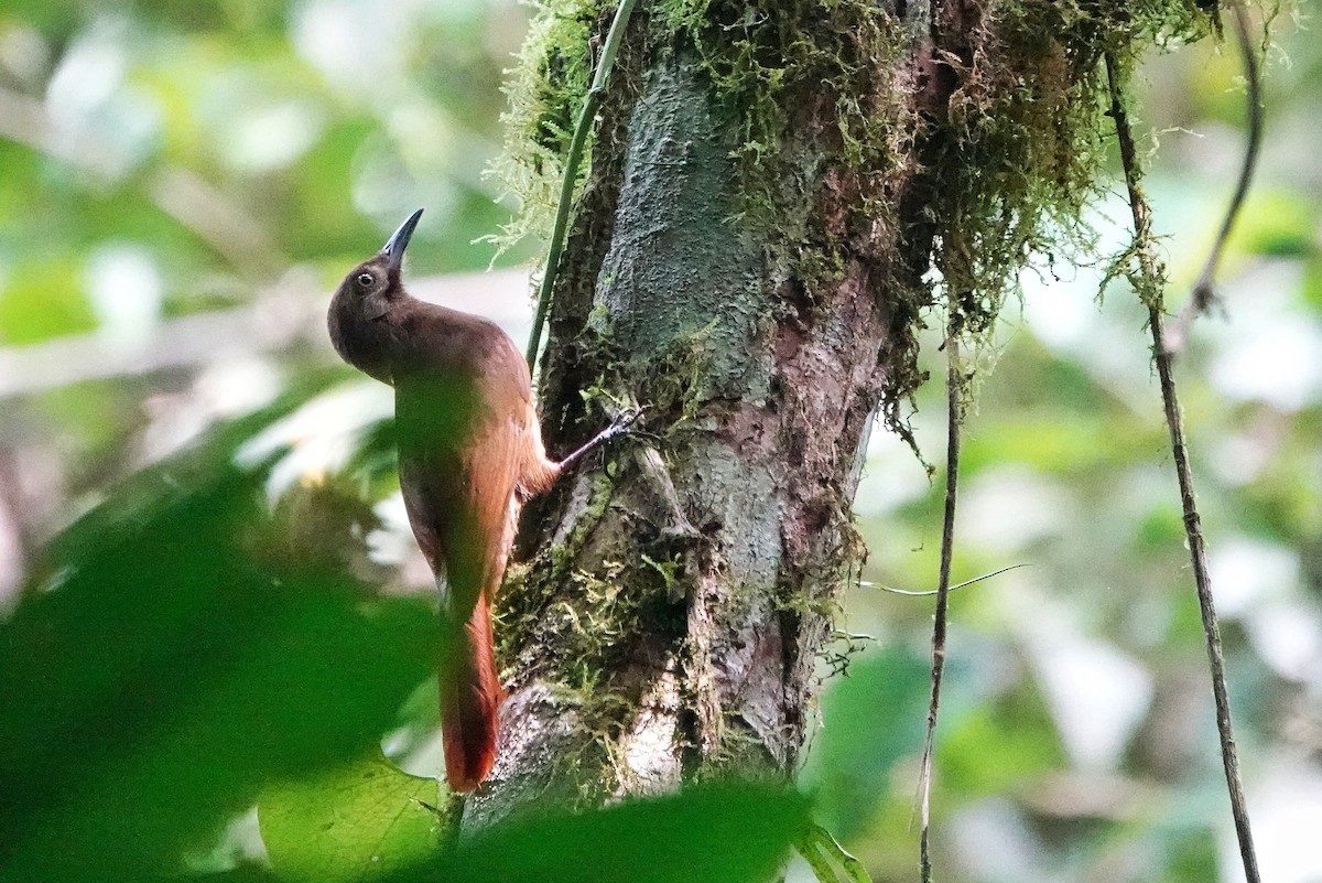 Plain-brown Woodcreeper - ML406135251