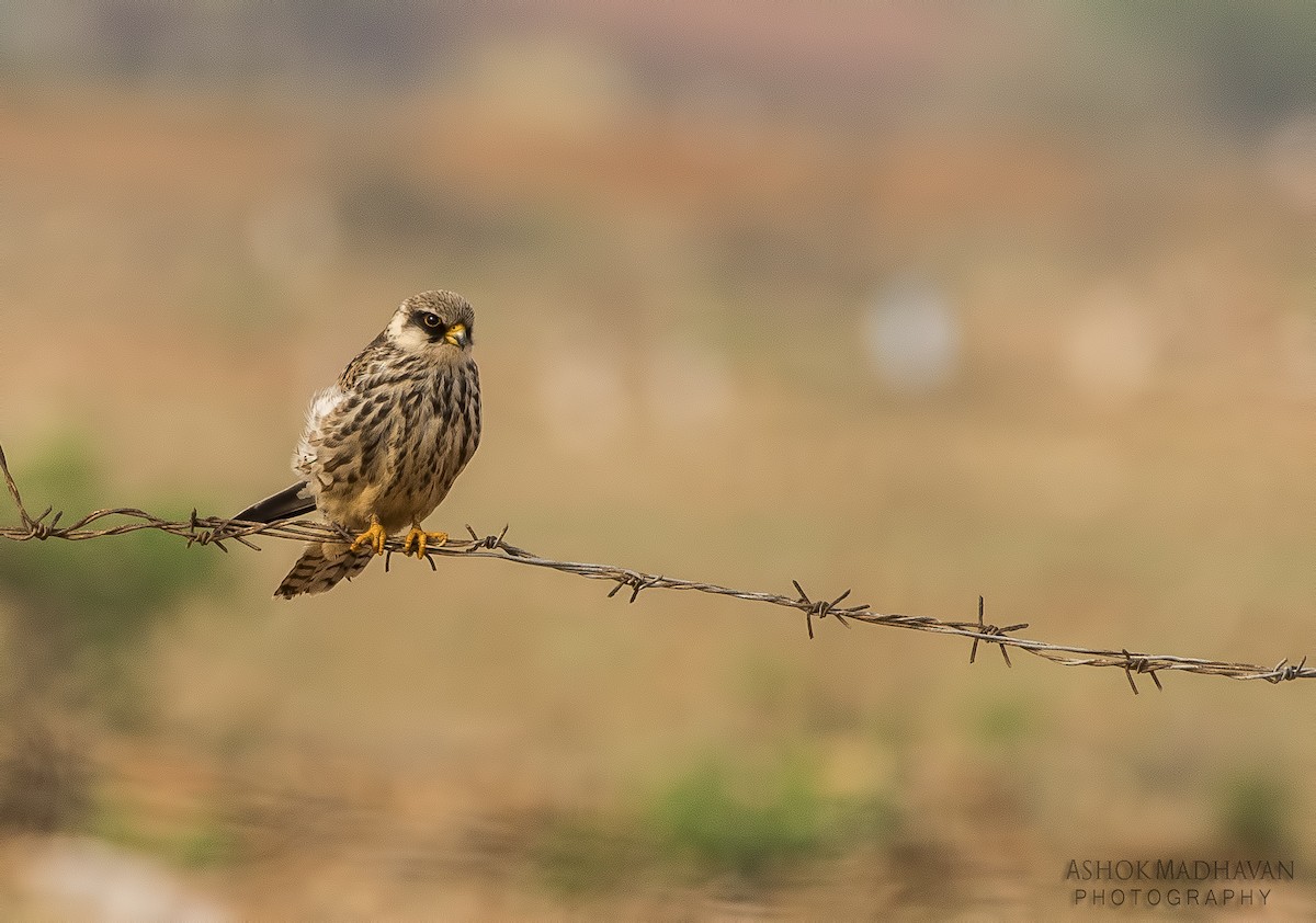 Кібчик амурський - ML40613621