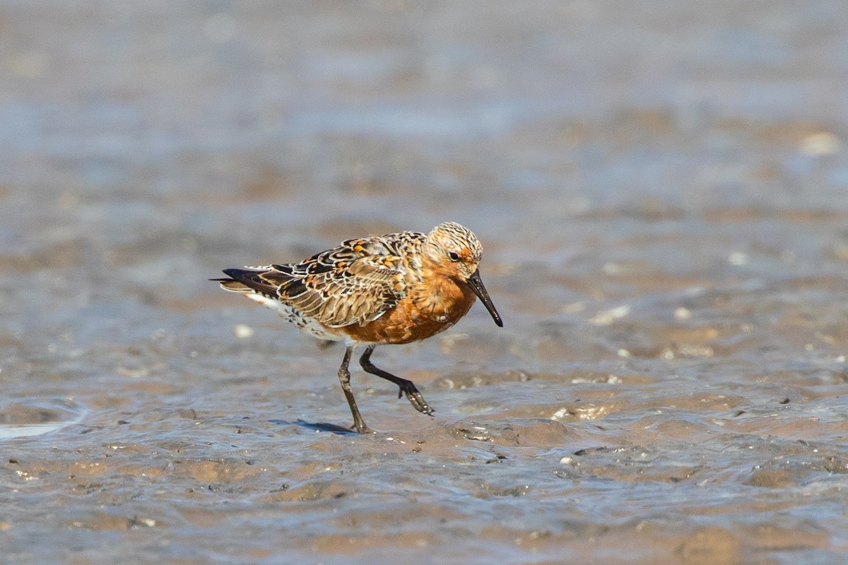 Red Knot - ML406136361
